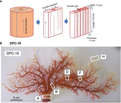Growth rate estimation by 210Pb chronology in precious corals collected off the southern coast of Japan